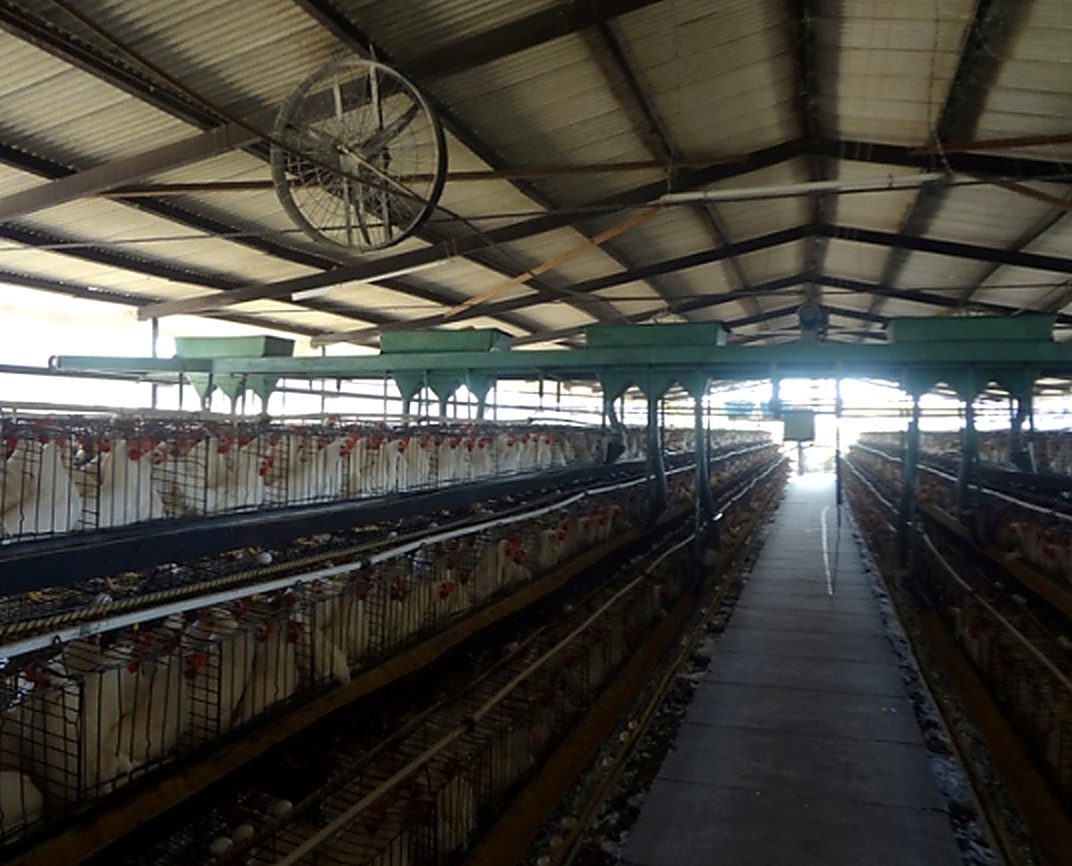 Galpão UTIPEC com alimentador automático verde em operação