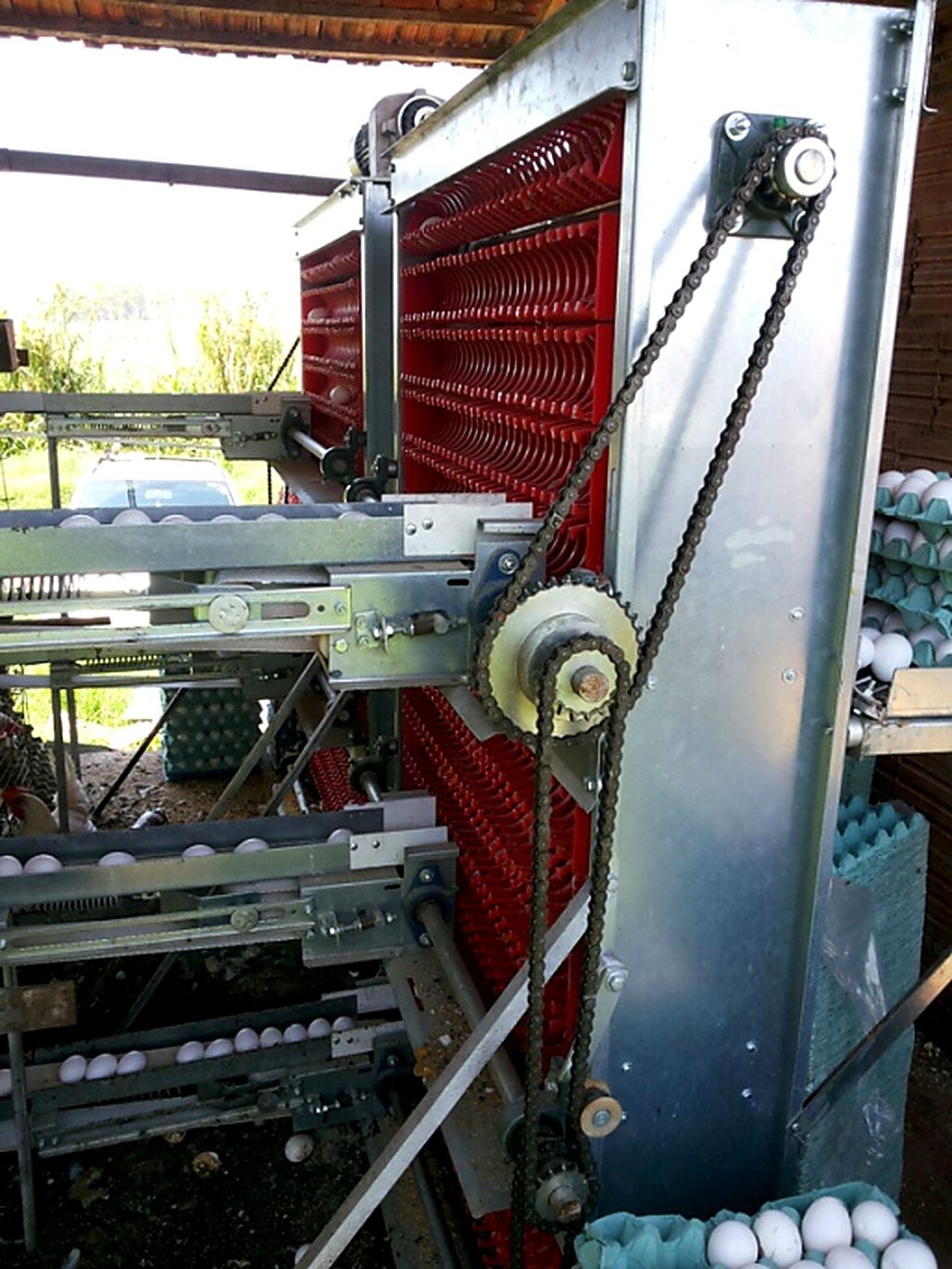 Coletor de ovos automatizado fabricado pela UTIPEC