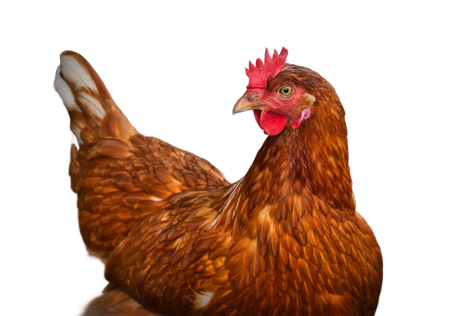 Galinha poedeira vermelha